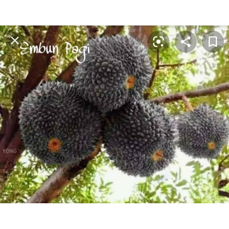 

bibit buah durian hitam