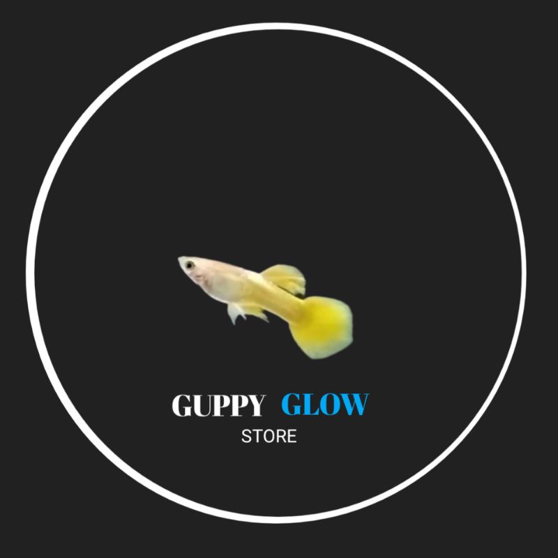 GUPPY YELLOW BANANA( white ear)