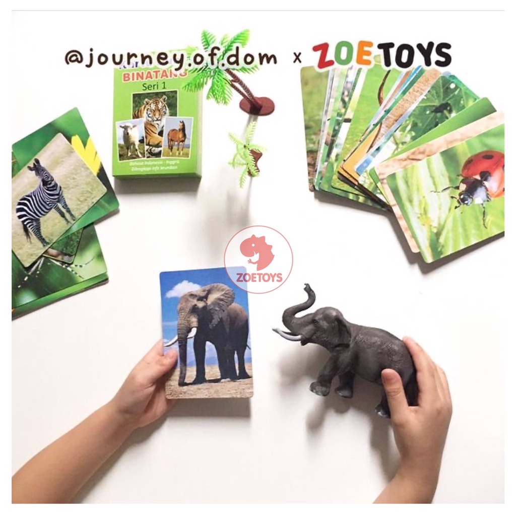 Zoetoys Flashcards Dual Language | Flashcard Kartu Pintar Balita Termurah Animal Body Parts Alphabet | Mainan Edukasi Anak