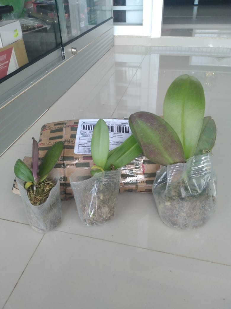 Anggrek Remaja Bulan Hybrid Taiwan Bisa Cod