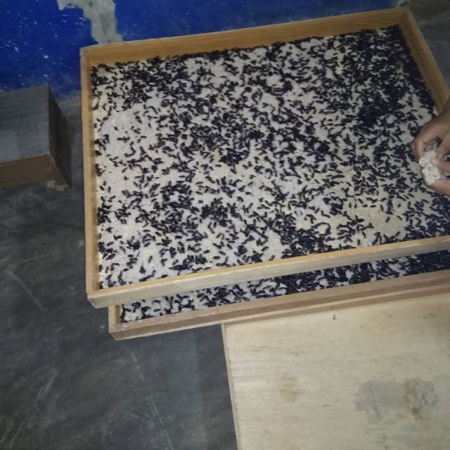 Kepik bibitan ulat hongkong