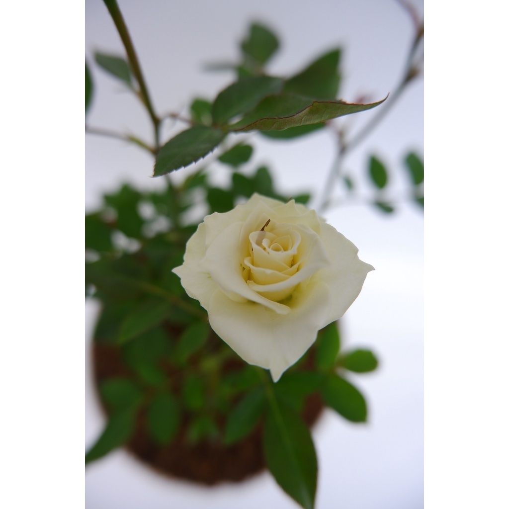 Bunga Mawar Floribunda - Sudah Berbunga - Rimbun dan Berbunga Banyak - Aneka Warna - Tanaman Hias