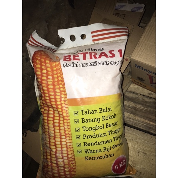 

binih jagung