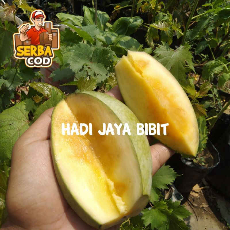 BIBIT MANGGA MANALAGI/ MANGGA MADU