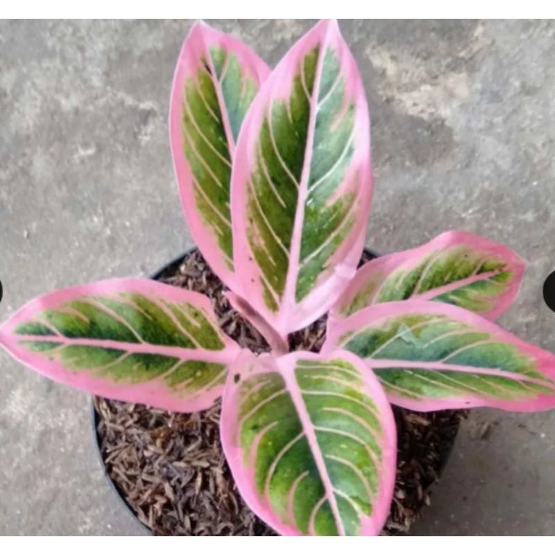 aglonema tanaman hias aglonema kw an lotus (aglonema lipstik klasik) indukan