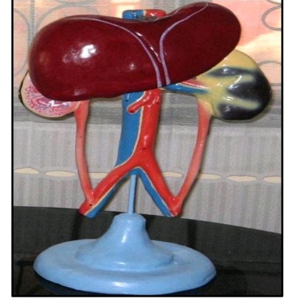 

Torso Hati dan ginjal alat peraga pendidikan