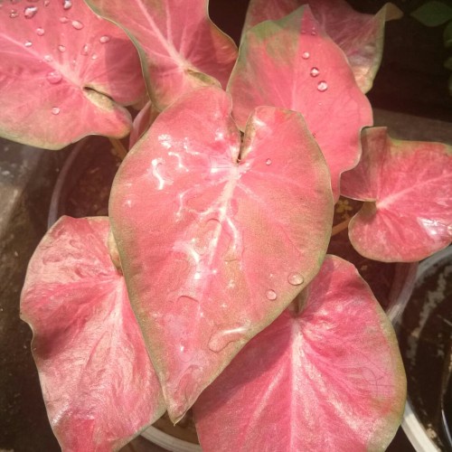 RAMLA PINK / Tanaman hias keladi