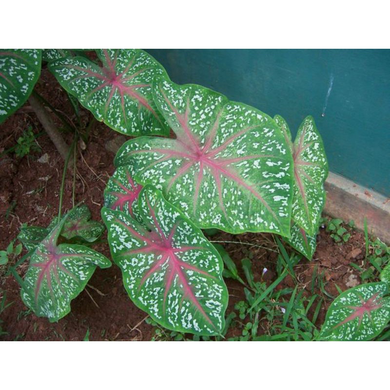 Caladium red star | keladi red star