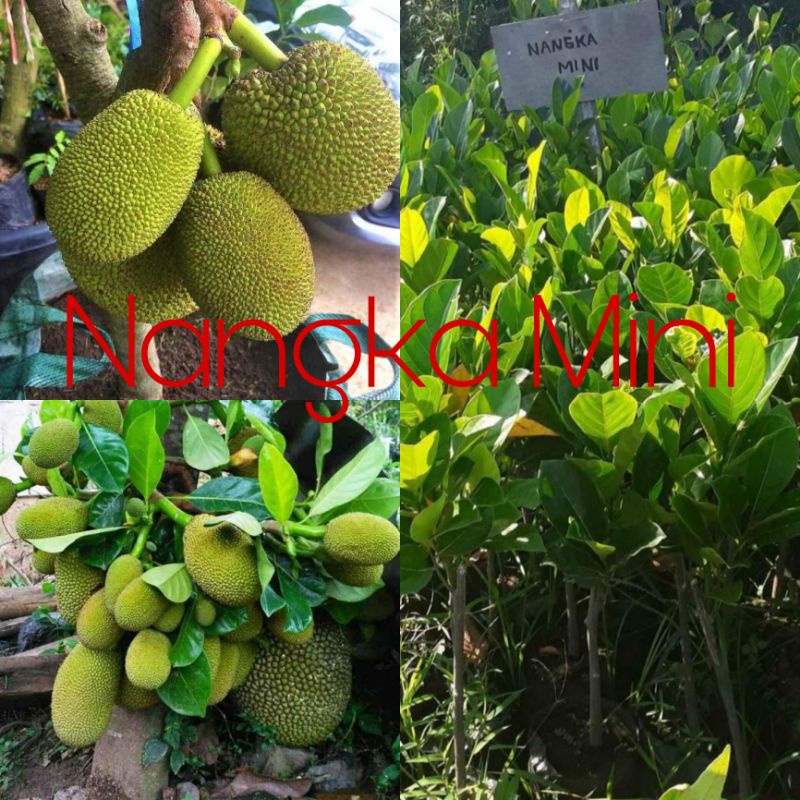 POHON NANGKA MINI OKULASI