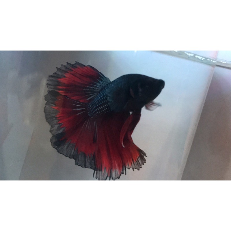 ikan cupang halfmoon cooper red size m-