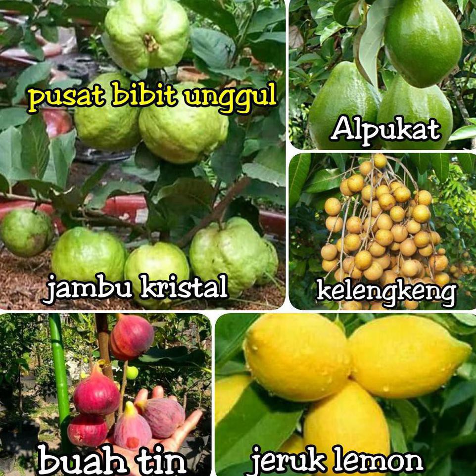 Kw Super Paket Bibit 5 Jenis-Jambu Kristal-Buah Tin-Alpukat-Kelengkeng-Jeruk Lemon Import #_#