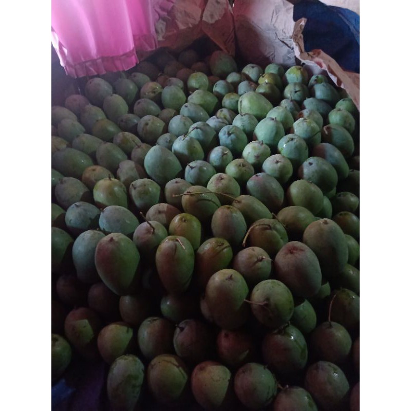 

Mangga Harum Manis
