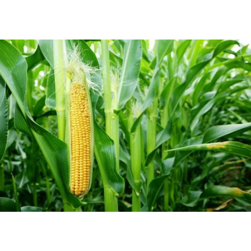 150 benih jagung manis hibrida