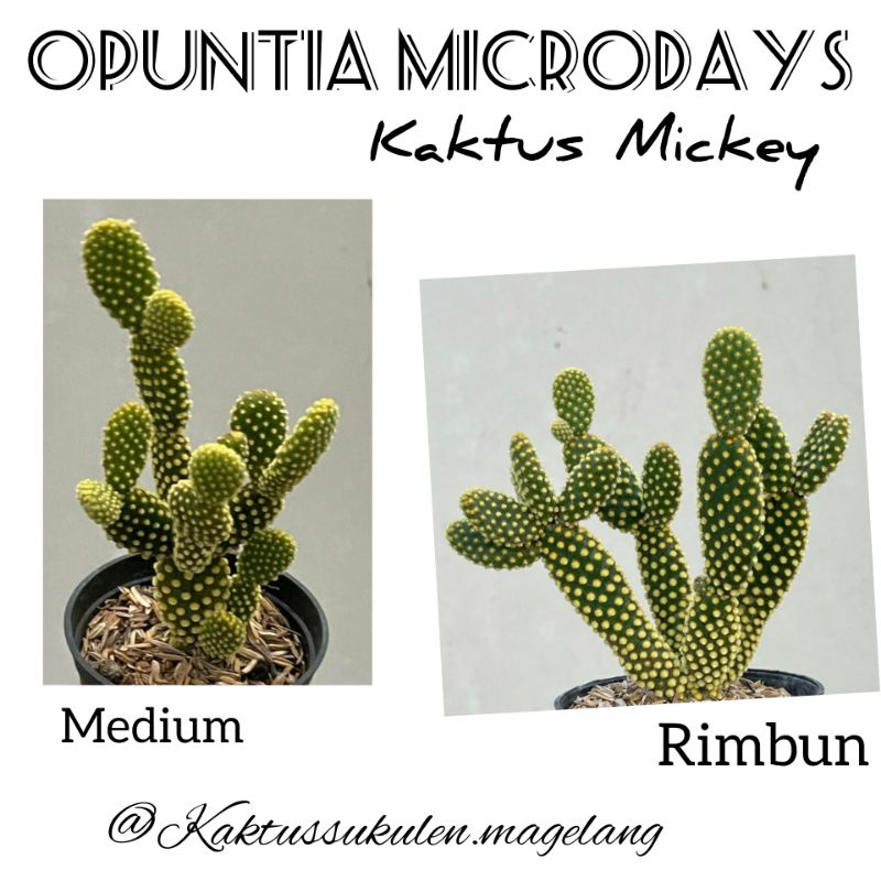 Kaktus Mickey Opuntia Microdays