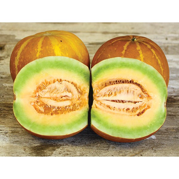 Benih Bibit Biji - Melon Thai Golden Round Cucumis melo Seeds - IMPORT