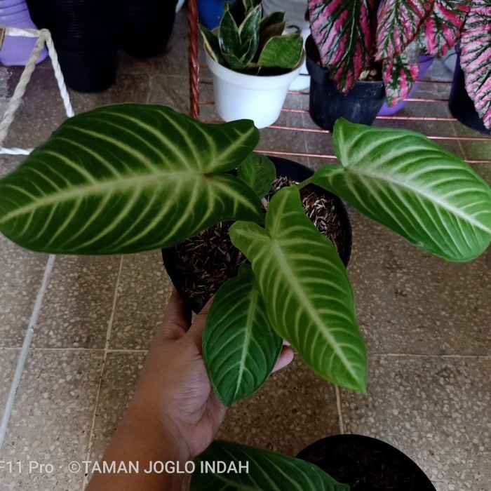 Tanaman hias Lindenii Antasoma