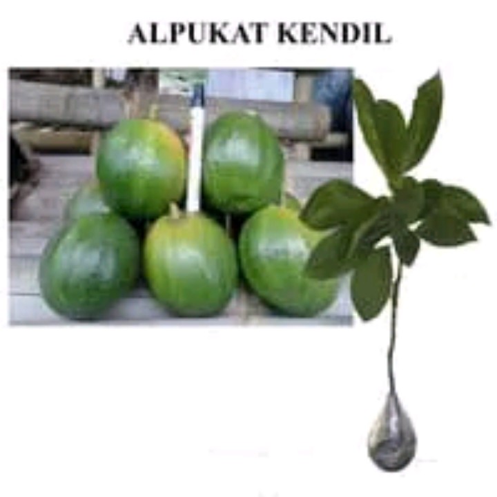 Jual Bibit Tanaman Buah Alpukat Kendil Okulasi Benih Pohon Buah Okulasi