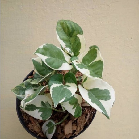 Tanaman Hias Sirih Gading Njoy/ Sirih Koin/ Enjoy/ Sirih Varigata