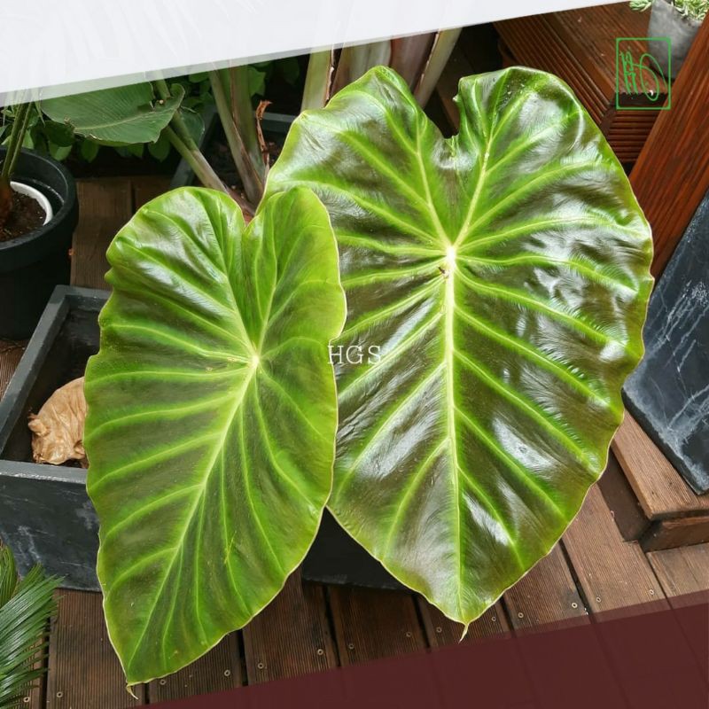 Tanaman Alocasia Remusatia Vivipara