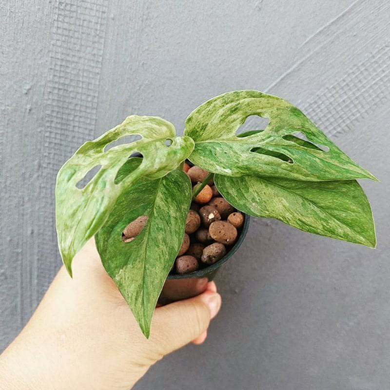 Janda Bolong Varigata Lokal