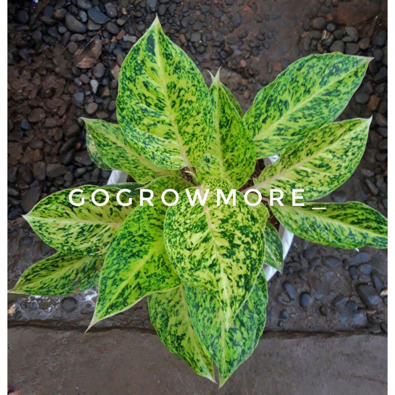 Aglonema White Striptease / Striptis Putih