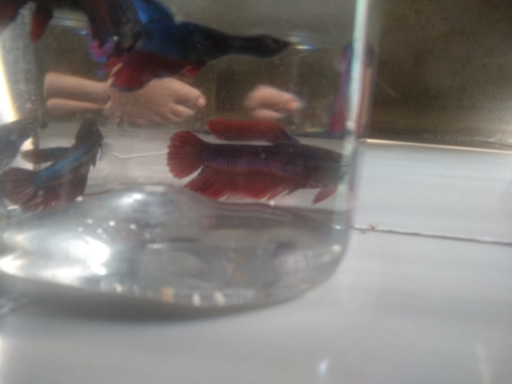 Cupang Halfmoon Selaye Rostail Siap Telur Atau Siap Kawin