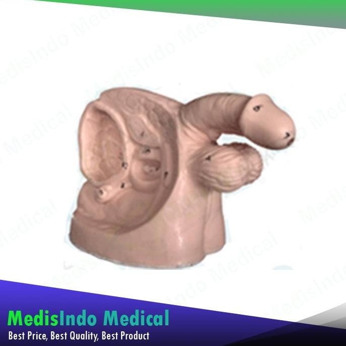 Manekin Kateter Pria | Phantom Peraga Manikin Catheter