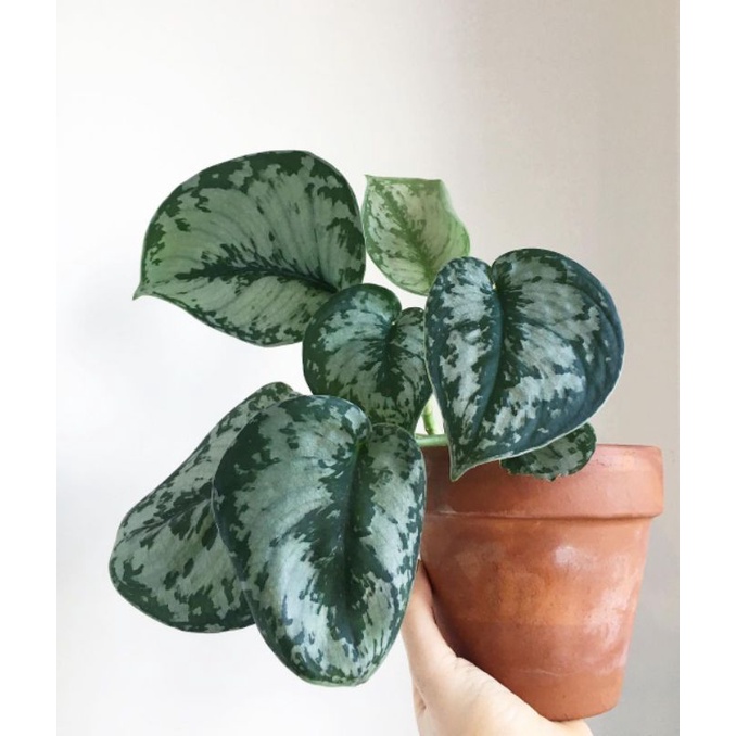 Tanaman bunga Scindapsus exotica silver / sirih Gading silver