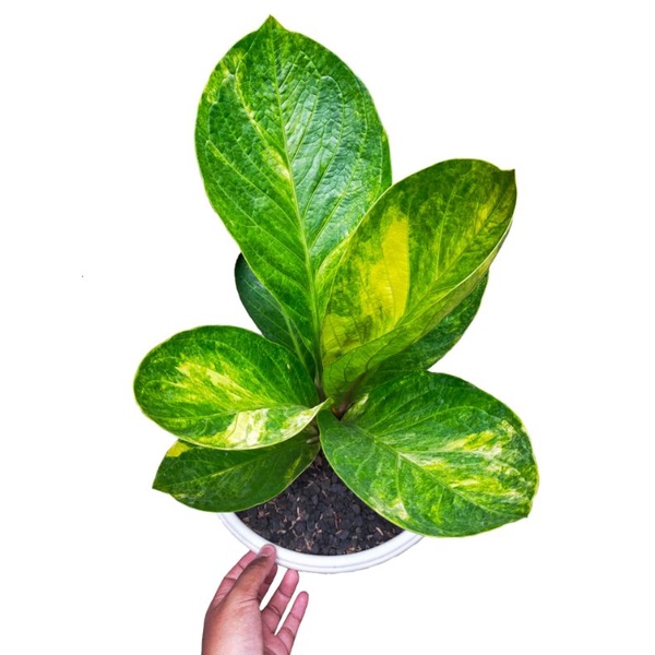 anthurium Jemani Mangkok Varigata/tanaman hias/jemani varigata/jemani mangkok