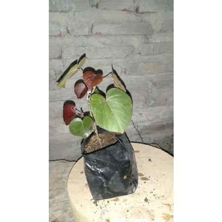 bibit bonsai waru merah