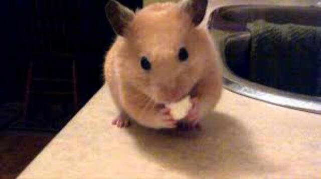 MAKANAN HAMSTER SUGAR GLIDER - SNACK HAMSTER SUGAR GLIDER KELINCI