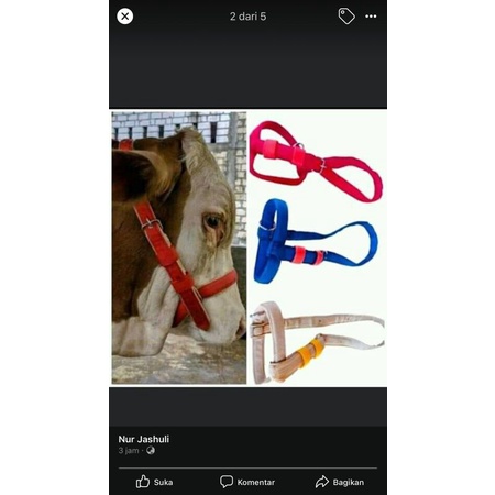 HEAD HEALTER/BRANGOS SAPI/BRANGUS SAPI/IKAT KEPALA SAPI/GANTI TALI KELUH