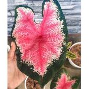 BIBIT caladium Ace of heart / keladi Ace of heart / keladi pink / lompong / keladi murah