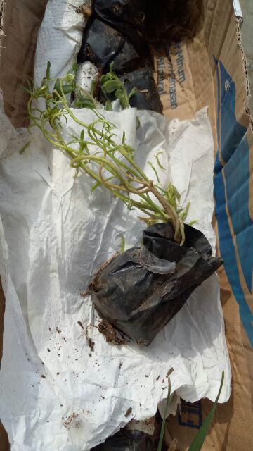 Tanaman Day Lily Kuning