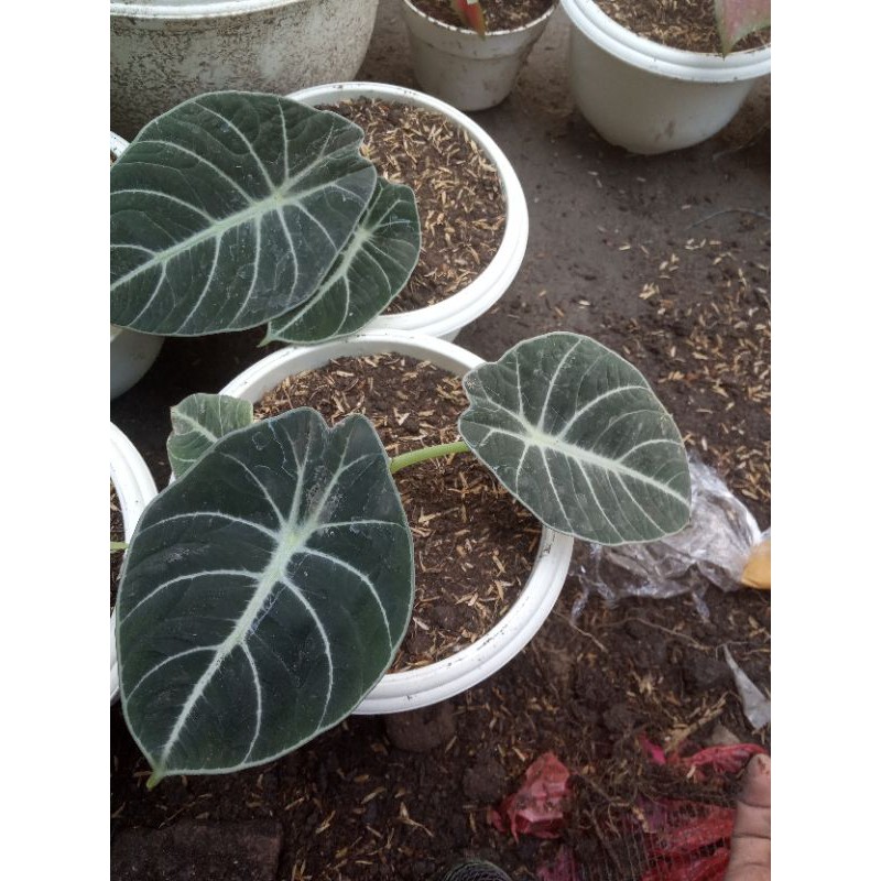 alocasia black velvet size sedang remaja