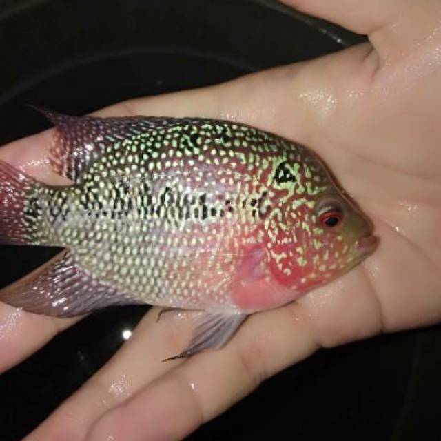 IKAN LOUHAN SRD MURAH