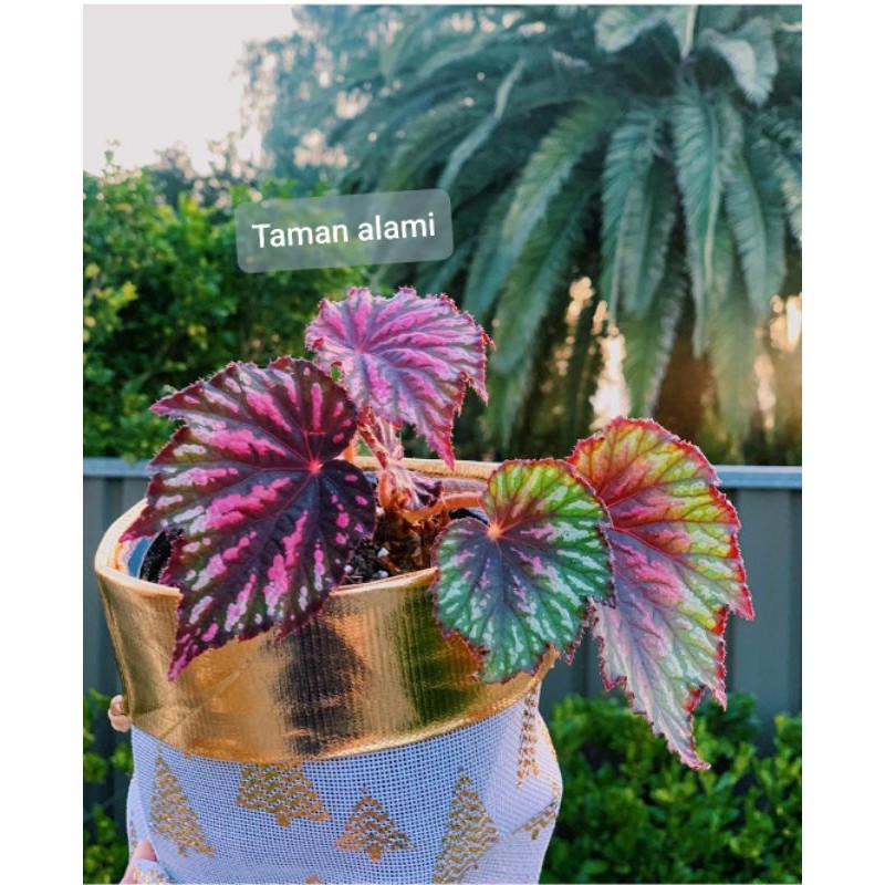 tanaman hias begonia rex - pohon begonia rex - tanaman indoor