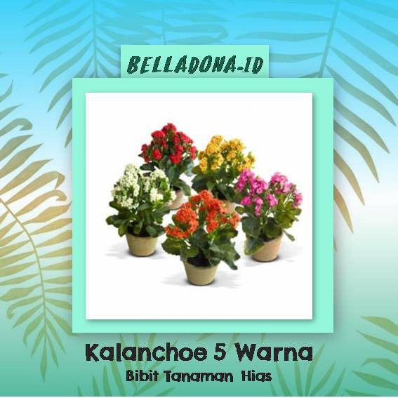 Bibit Tanaman Kalanchoe Orange Wiring Diagram And Schematics Bibit Tanaman Kalanchoe Orange Wiring Diagram And Schematics
