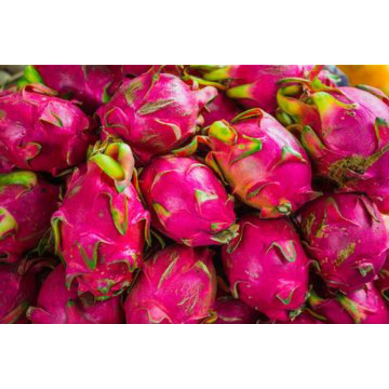 

Buah Naga 1kg