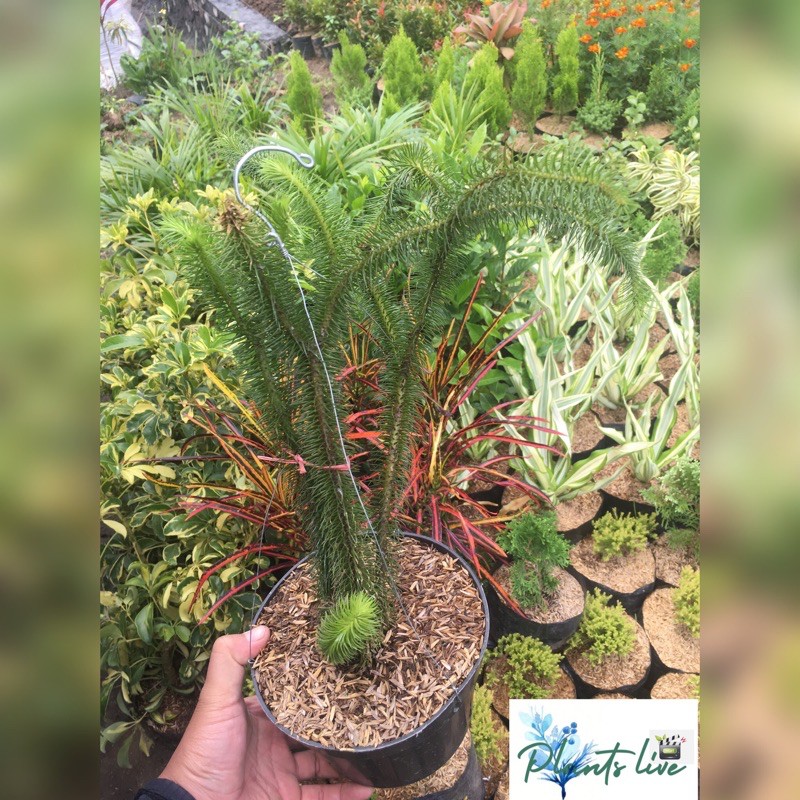 tanaman hias ekor monyet