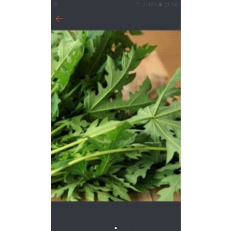 

daun pepaya sayur