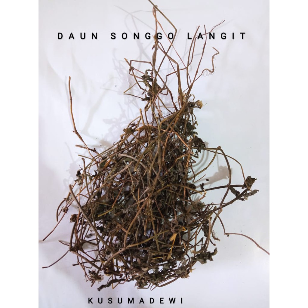 

Daun Songgolangit Kering / Londotan / Orang-Aring 250 gram