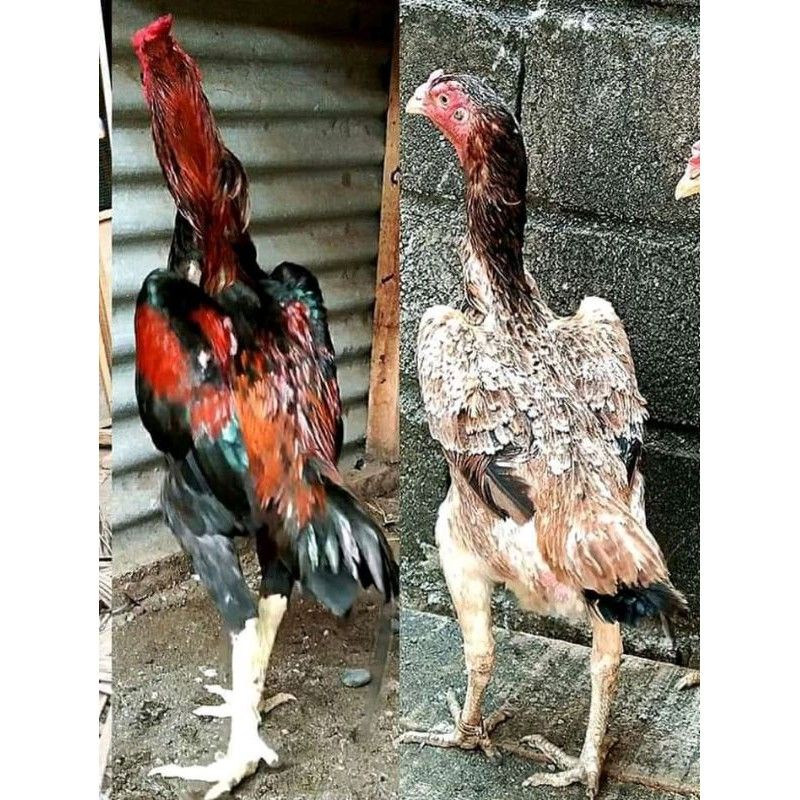 

Telur ayam Oshamo japan