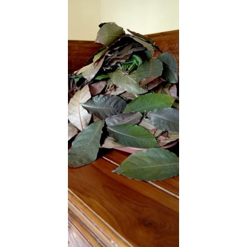 

daun ungu / Wungu handeuleum obat herbal wasir ambeien 50 lembar