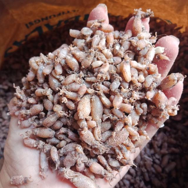 

100G BABY CUMI KERING SIZI 1-2CM GRADE A CUMI MENTAH TERLARIS 100 Gram