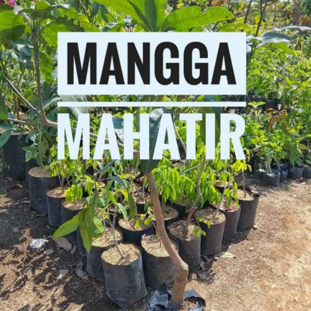COD MANGGA MAHATIR SIAP BERBUAH || BIBIT MANGGA MAHATIR