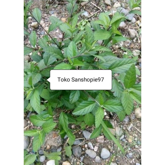 

Daun sidaguri jantan segar 1 kg