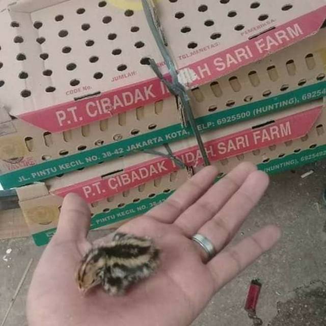 doq puyuh pakan reptil burung hantu.bop dll