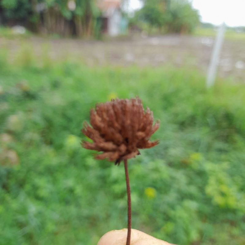 Bunga marigold kering bunga pompom rustic tanpa tangkai bunga pompom kering