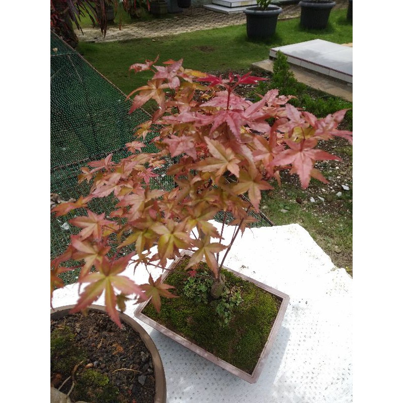 bonsai maple ory